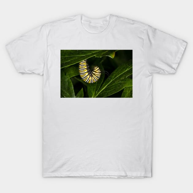 Monarch Caterpillar 4 T-Shirt by Robert Alsop